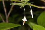 Southern mountain cranberry